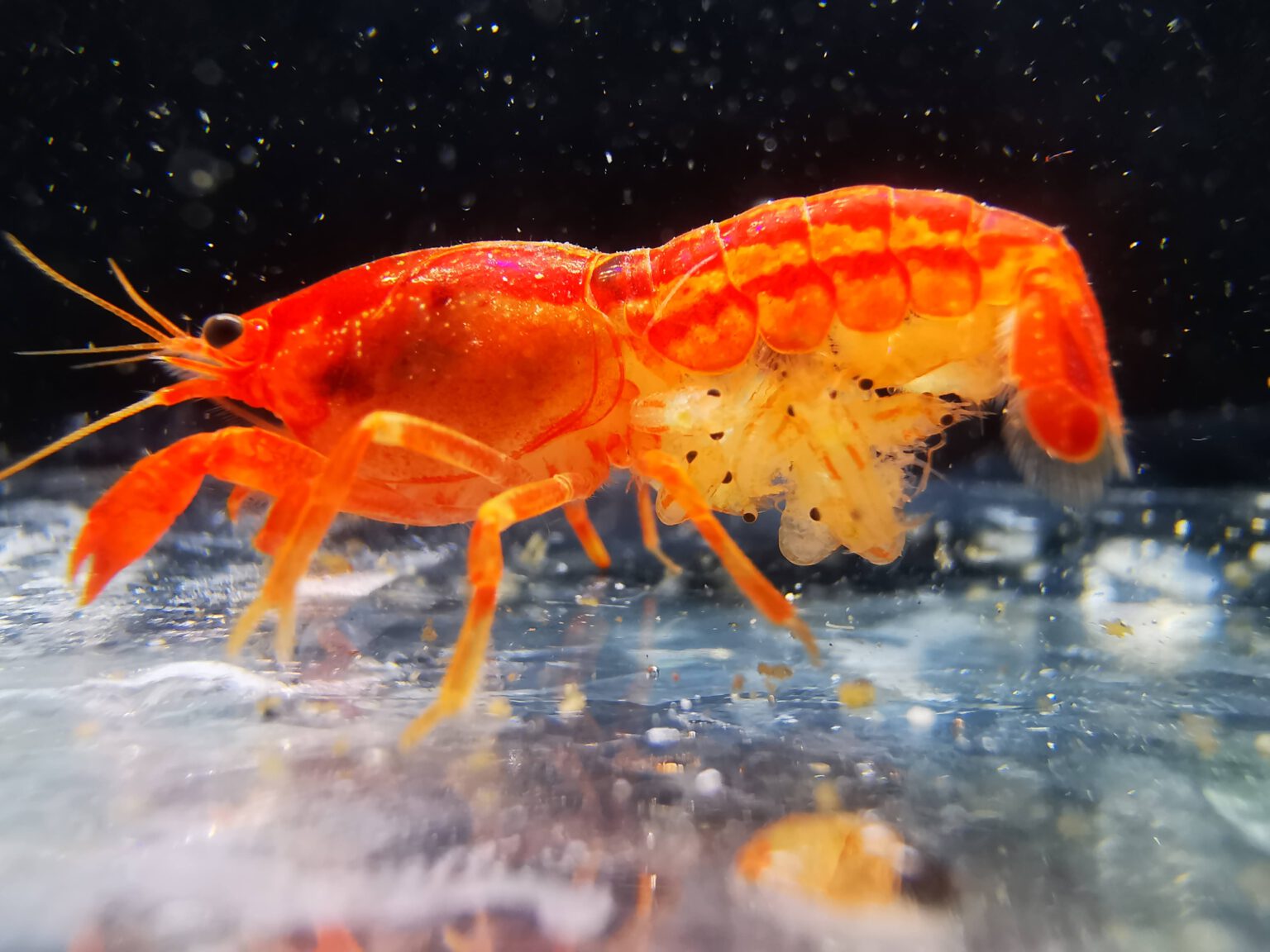 Oranžni CPO rak - Cambarellus patzcuarensis - Nakup akvarijskih kozic ...