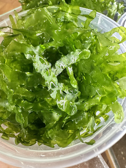 Pelia mah - Monosolenium Tenerum