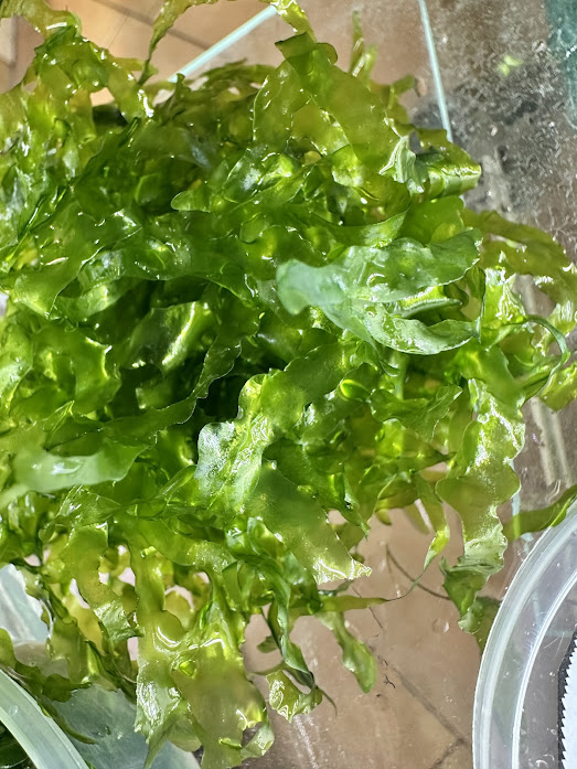 Pelia mah - Monosolenium Tenerum - slika 3