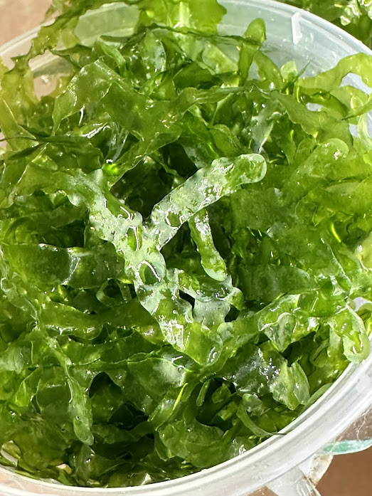 Pelia mah - Monosolenium Tenerum - slika 2