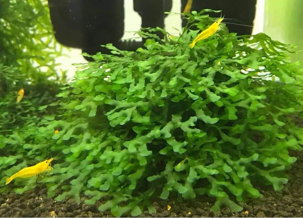 Pelia mah - Monosolenium Tenerum - slika 4