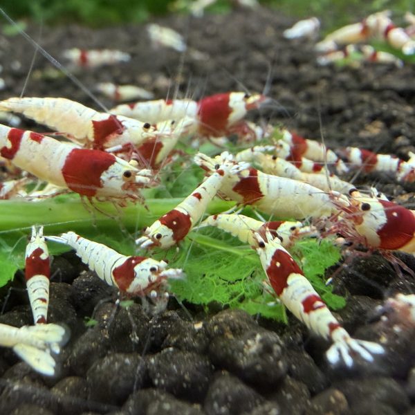 Caridina - PRL